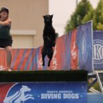En hund hoppar högt i luften från en ramp på en hundsportstävling.