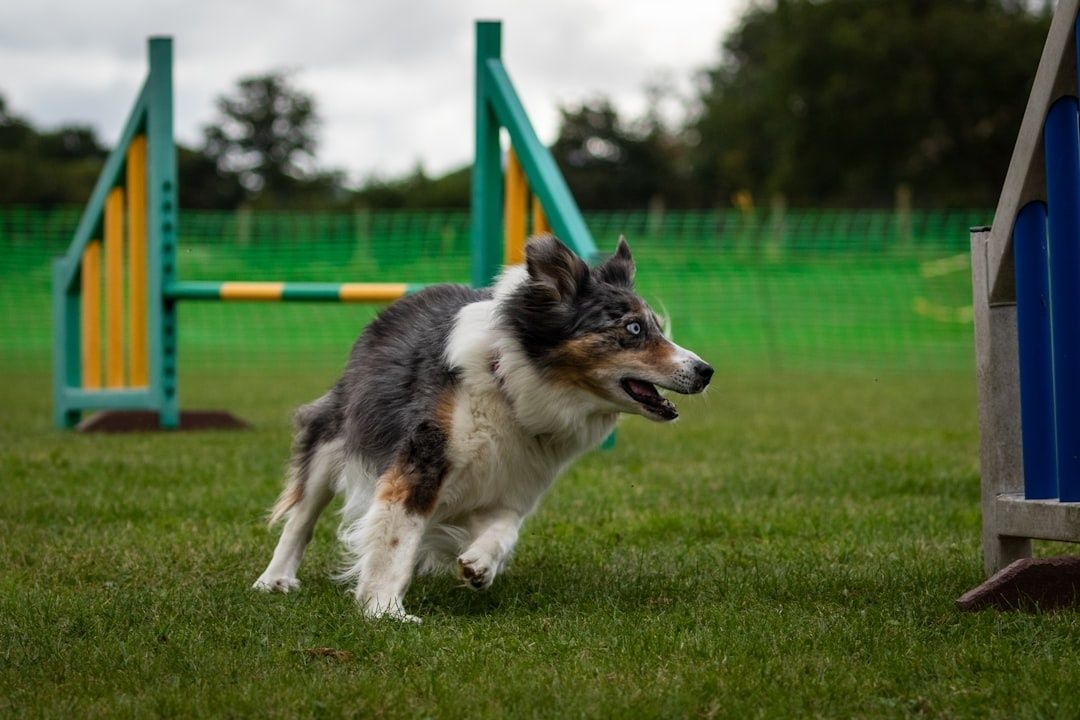 Hund springer mot ett agilityhinder på en gräsplan
