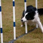 Svartvit hund navigerar mellan stolpar i agilityslalom