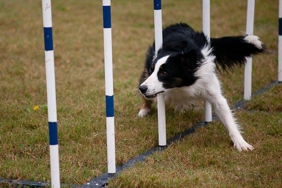 Svartvit hund navigerar mellan stolpar i agilityslalom