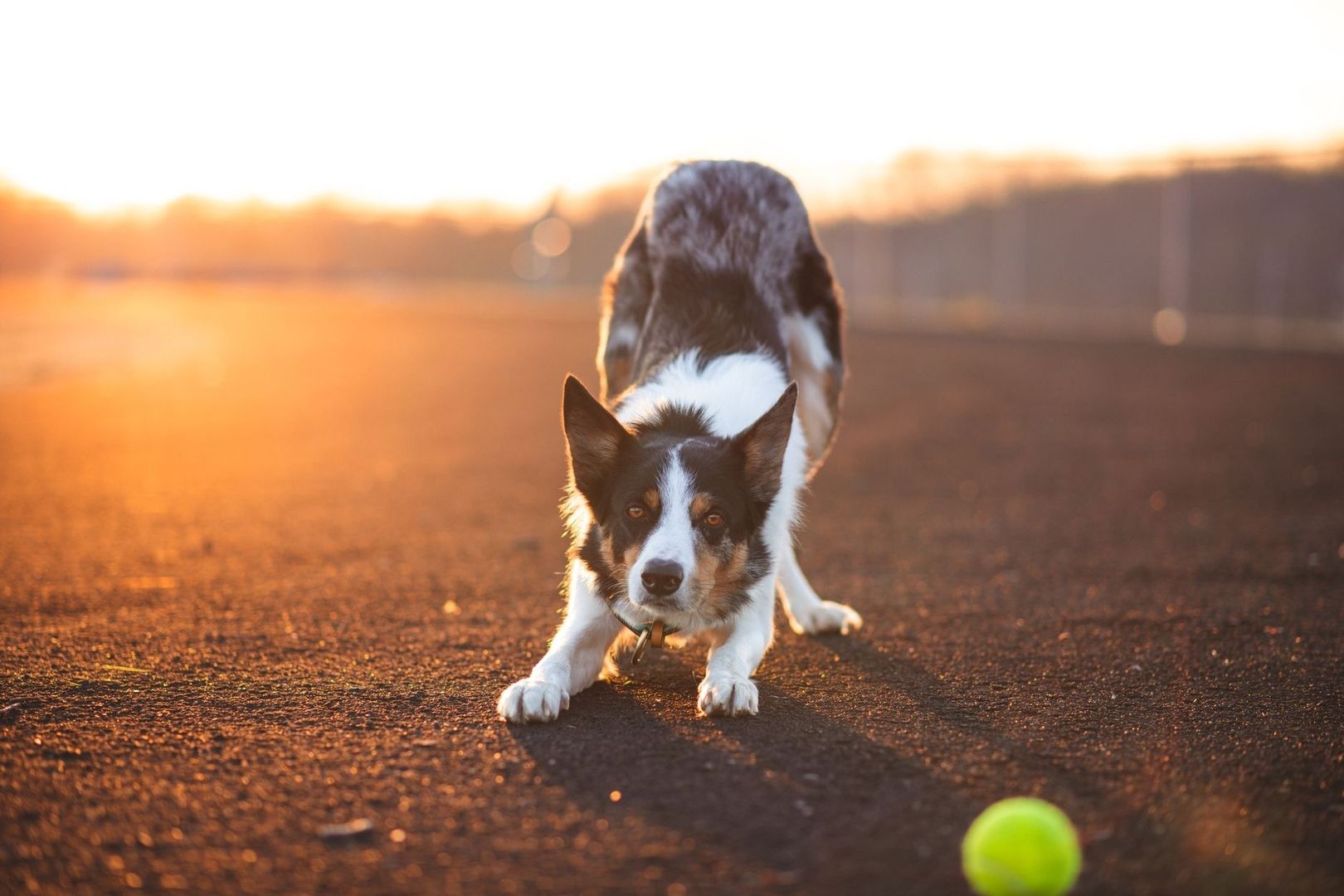 Svartvit hund sträcker frambenen inför lek med boll i kvällsljus
