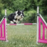 Border collie hoppar över ett rosa agilityhinder på gräsplan
