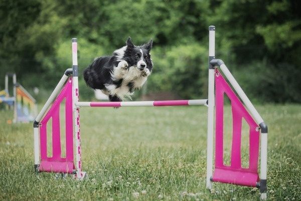 Border collie hoppar över ett rosa agilityhinder på gräsplan