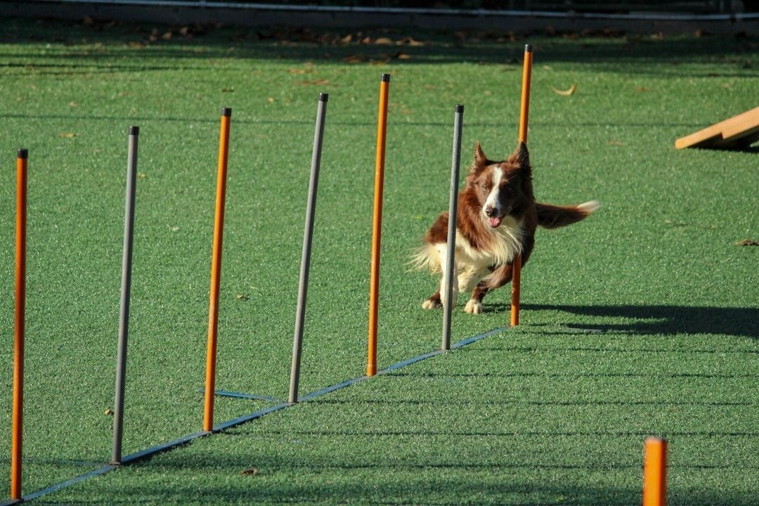 Border collie tränar slalom mellan pinnar på en agilityplan