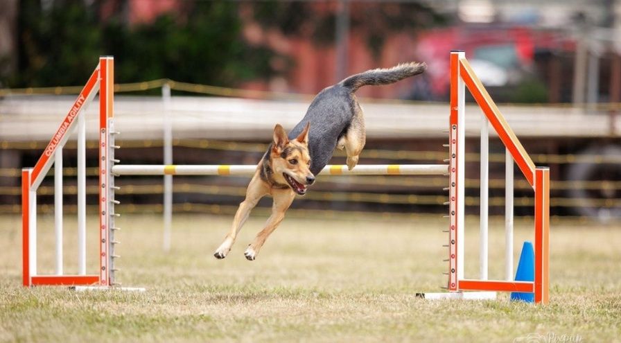 Hund hoppar över ett agilityhinder på en gräsplan