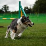 Hund i full fart på en agilitybana med hinder framför sig