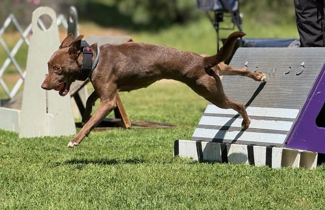 En brun hund hoppar kraftfullt från en agilityramp under en tävling.